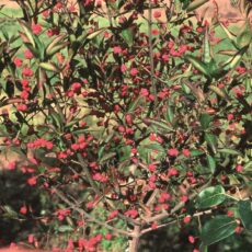 5038838022593 1 Euonymus Ham Indian Summer 12l.jpg